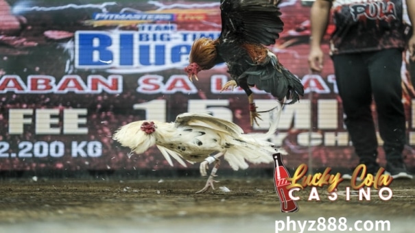 Live Sabong fights, a thrilling spectacle deeply rooted in Philippine culture, have transitioned from traditional arenas to the digital world, captivating audiences nationwide.